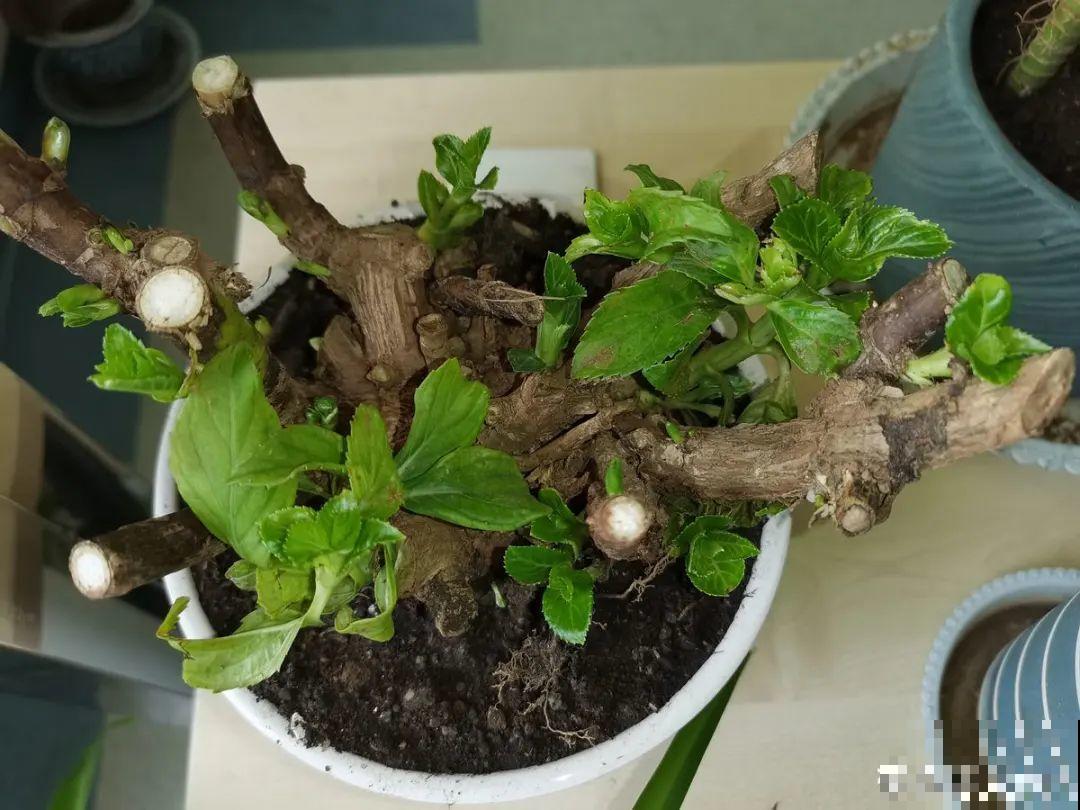 带花芽的枝条不能修剪，未来全是花苞，一剪就亏了