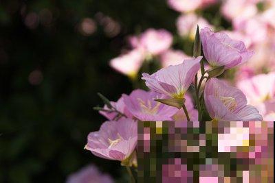 这几种花期短的花,最短只有5分钟,转眼就没了! 这几种花期短的花,最短只有5分钟,转眼就没了!