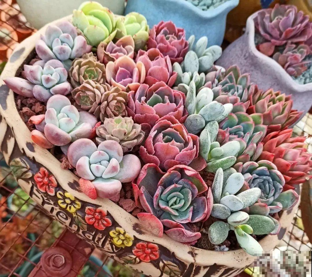 多肉塞进一个盆里，像是艺术品，颜值高了好几个档次！