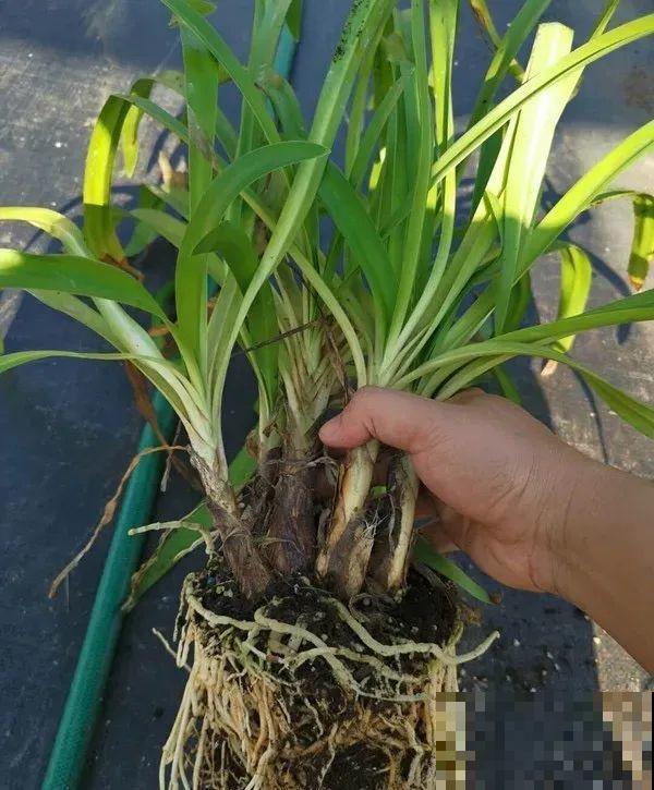 1种君子兰，个头能窜1米多，开花是梦幻蓝色，特迷人