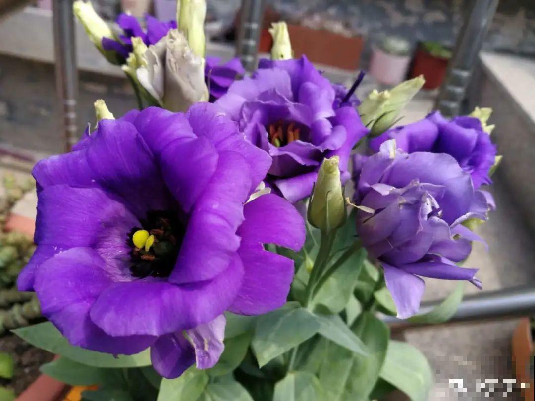 6种花是一次性，开完可以扔了，别再浪费时间