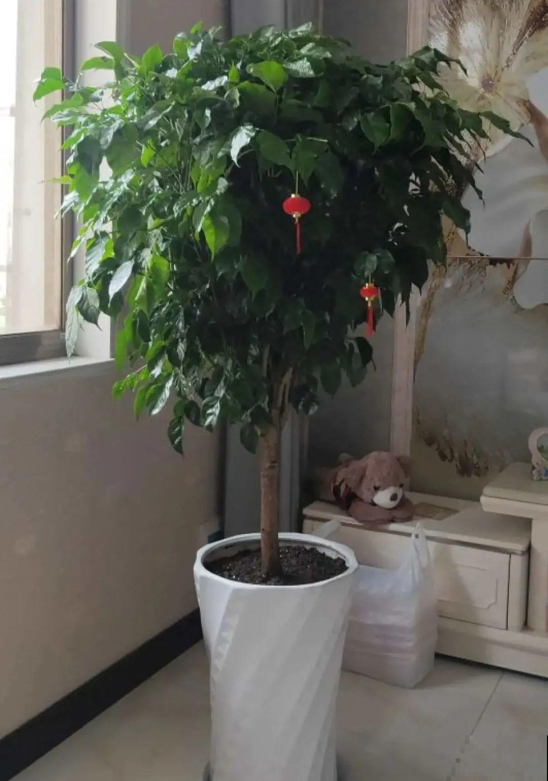 5度以下,常见的21种花必须断水,不然都烂根了 5度以下,常见的21种花必须断水,不然都烂根了