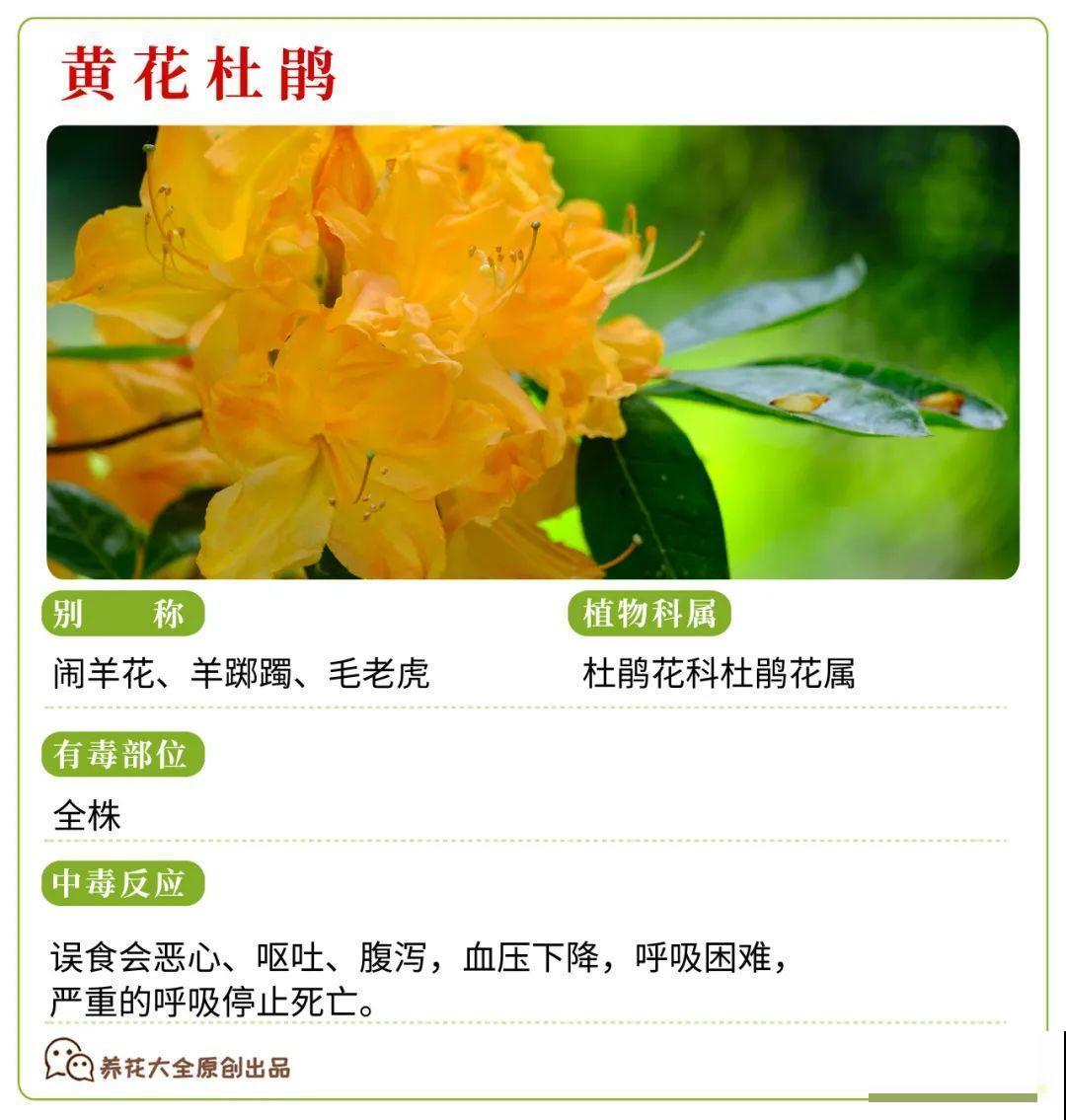 30种常见有毒花，很多人都在养，一定要小心养！