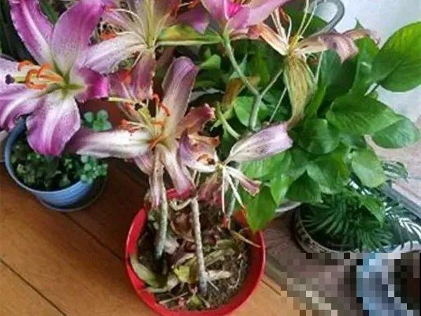 百合开花不是一次性，开完要施肥，1盆能生20盆