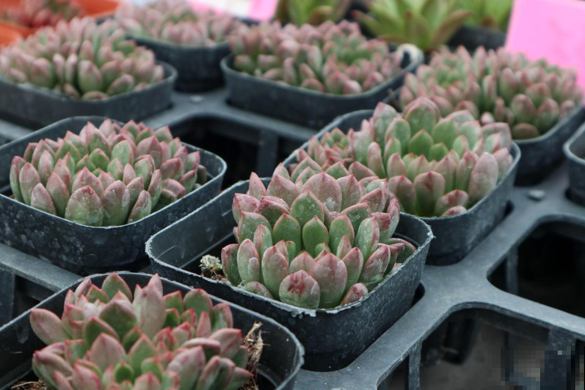 5种超级好养的多肉!肉嘟嘟的超级可爱,新手也能养爆盆! 5种超级好养的多肉!肉嘟嘟的超级可爱,新手也能养爆盆!