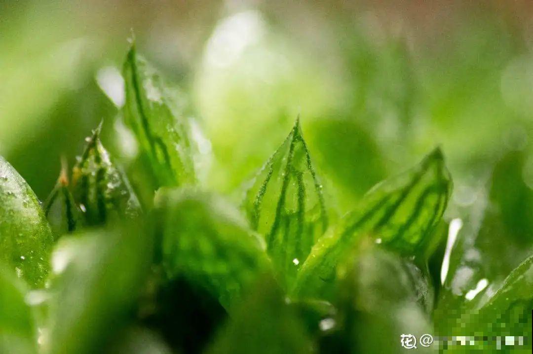 多肉一开花,颜值瞬间高八度,太美了! 多肉一开花,颜值瞬间高八度,太美了!