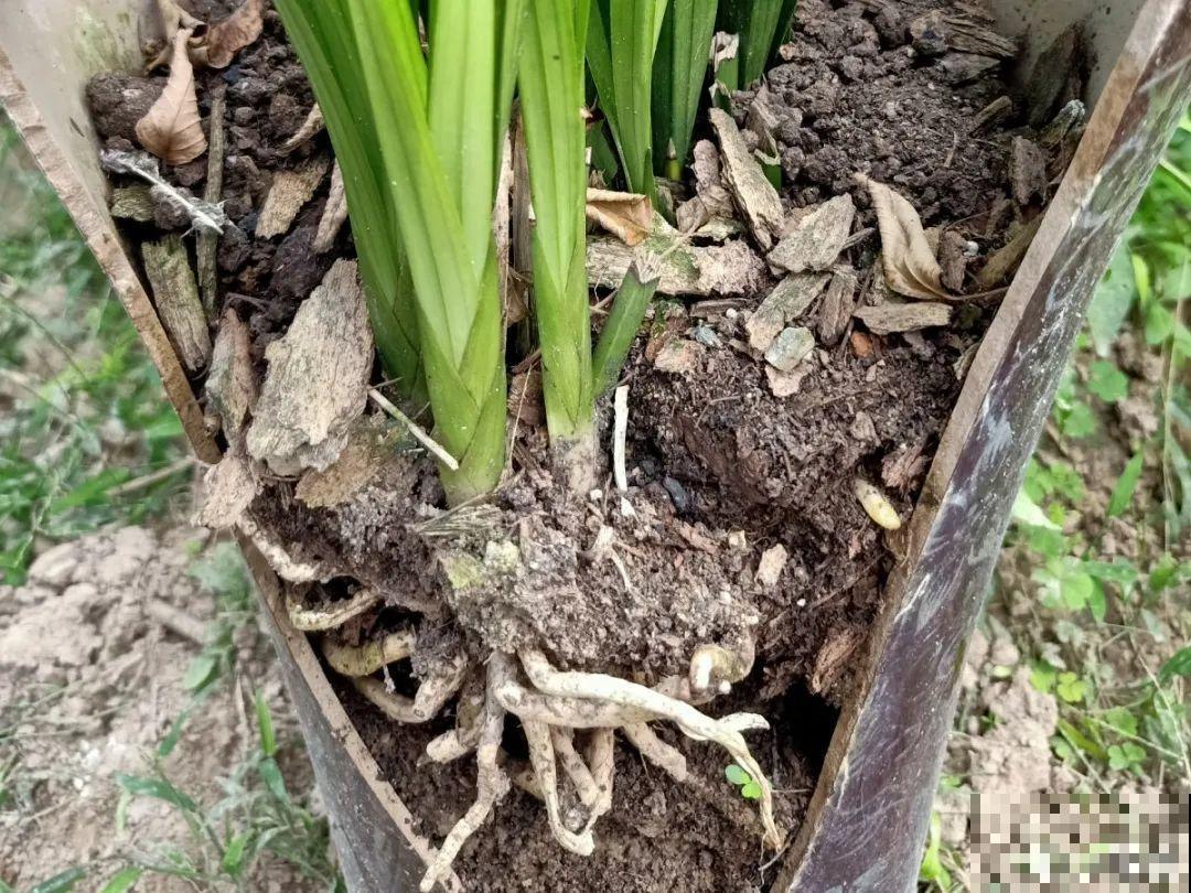 换盆也有限制，正在开花的植物不能换，不然花容易死
