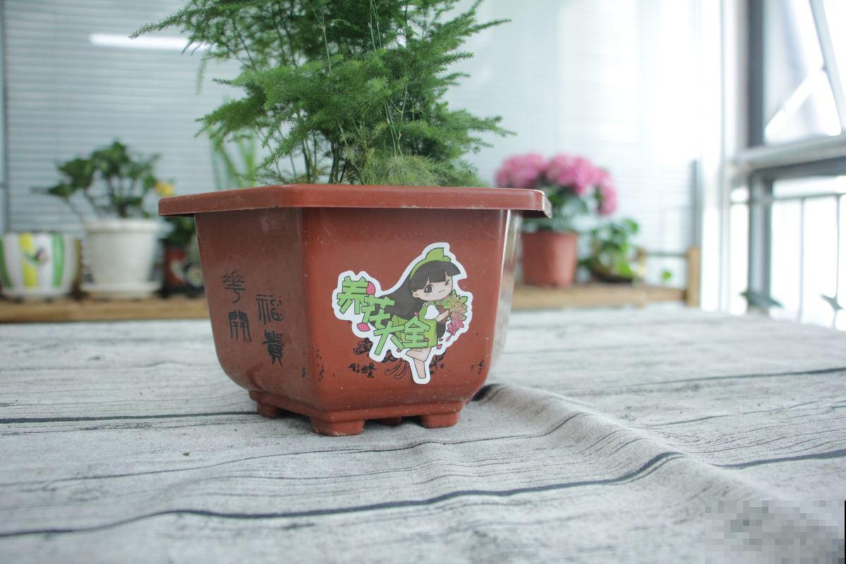 文竹黄叶怎么办?弄清楚原因,叶子才能绿油油! 文竹黄叶怎么办?弄清楚原因,叶子才能绿油油!