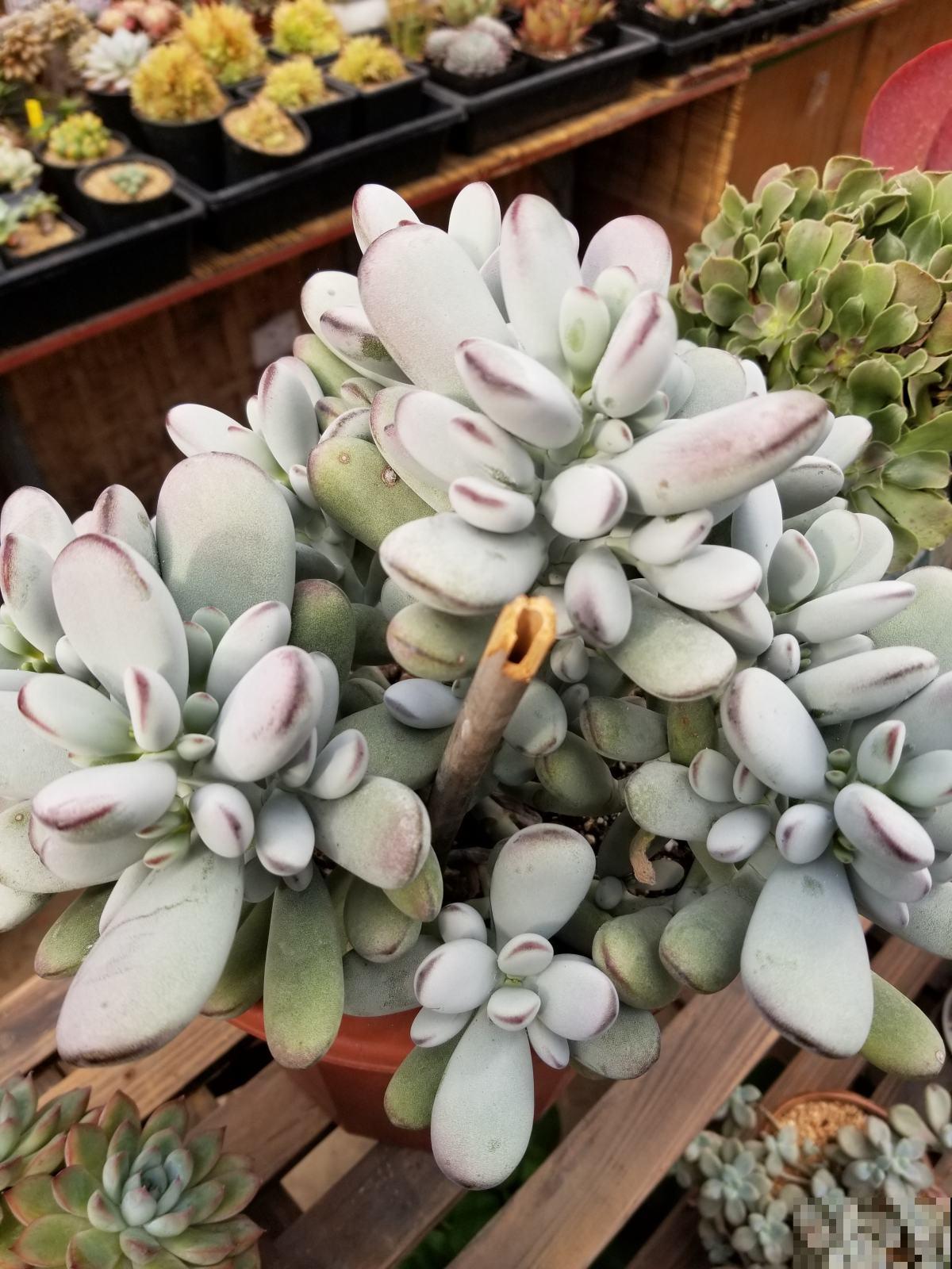 家里的多肉长出气根,原因很简单,一定要重视! 家里的多肉长出气根,原因很简单,一定要重视!