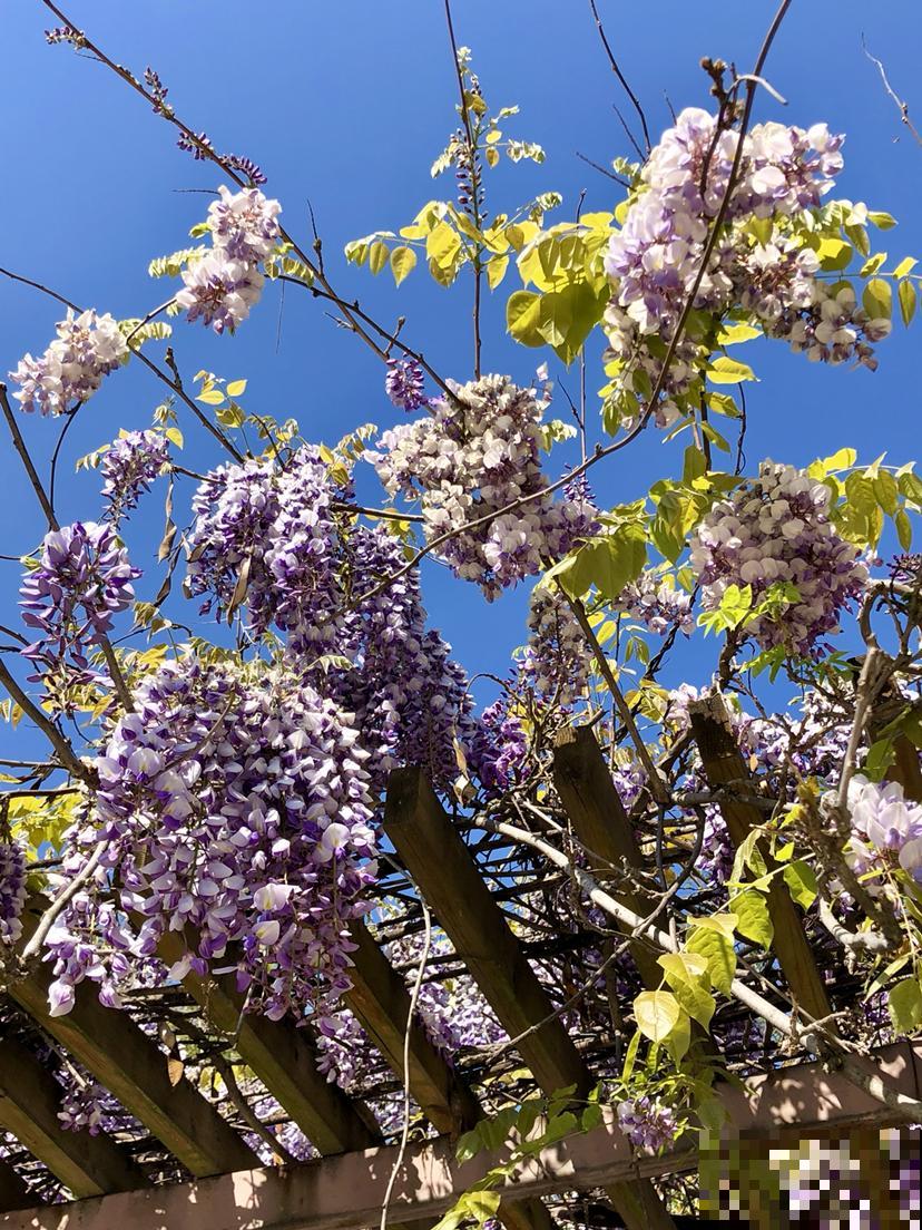 春天在院子里养花，种这6种，能开上千朵花