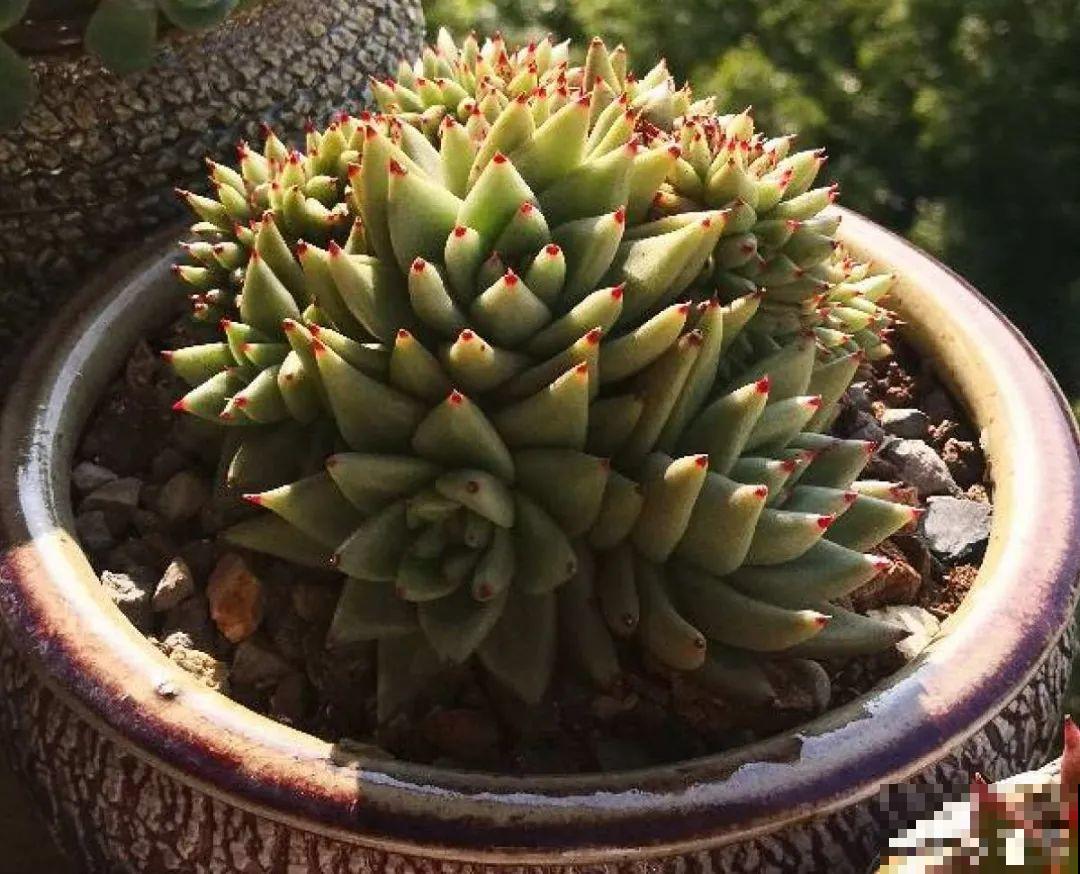 寒潮过后,多肉美出天际,颜色鲜艳明亮,真馋人! 寒潮过后,多肉美出天际,颜色鲜艳明亮,真馋人!