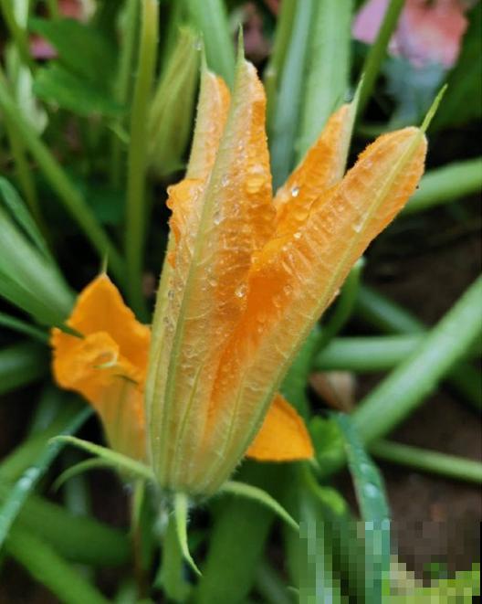 在家种茭瓜，为啥开得都是谎花？看看这5点！