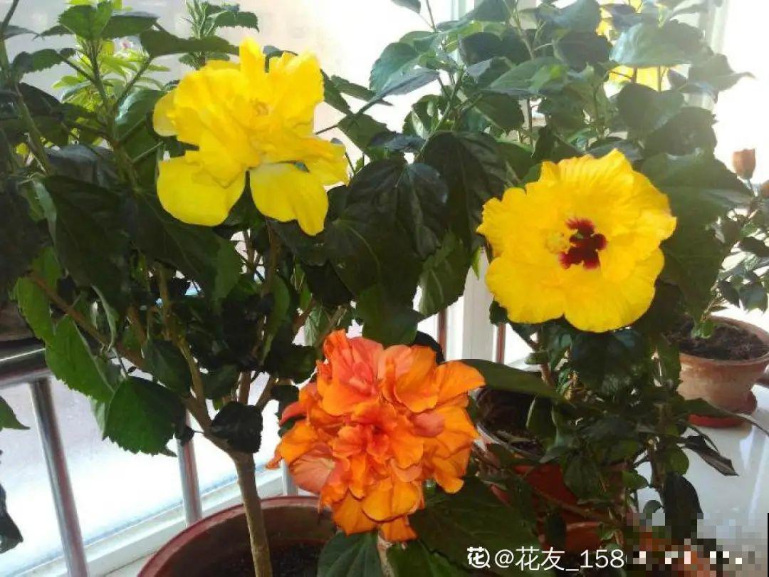 6种花慎养，再好的盆和土，现在也养不活