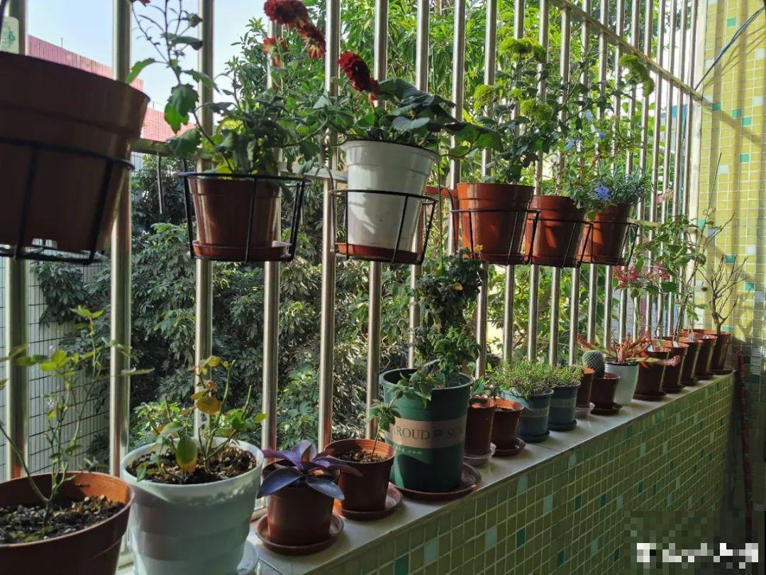 养花一定要选对盆，花盆选不对，花就长不好