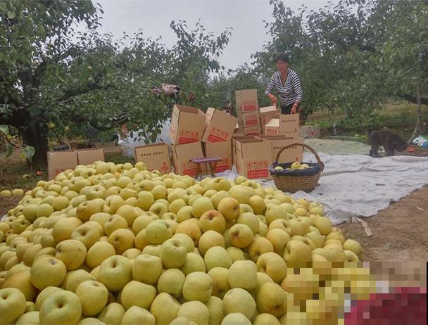 冬天又干又冷，吃6种食物，润肺止咳效果好