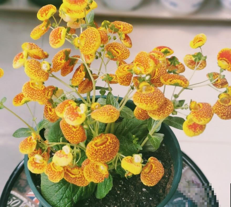 1种花名叫“钱袋子”，养在家里有好运，开花超美！