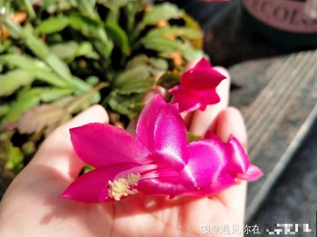 蟹爪兰开完了，从这里剪掉，还能再开一次