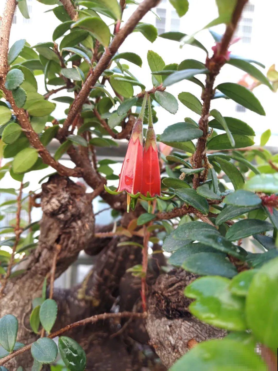 农村树上长出大萝卜?开出灯笼花,价格贵的出奇! 农村树上长出大萝卜?开出灯笼花,价格贵的出奇!