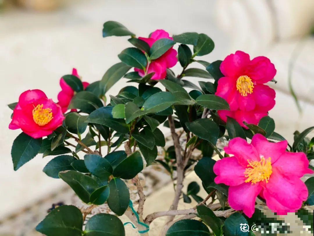 还有一个月过年！腊月的习俗，你知道几个？