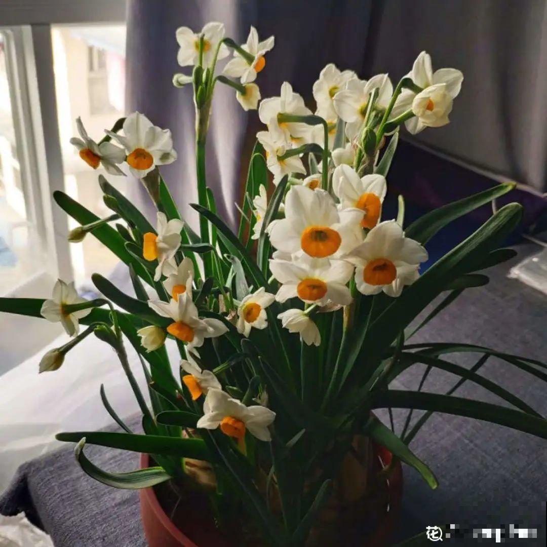 冬天干燥静电多，养这几盆花，增湿加氧很天然！