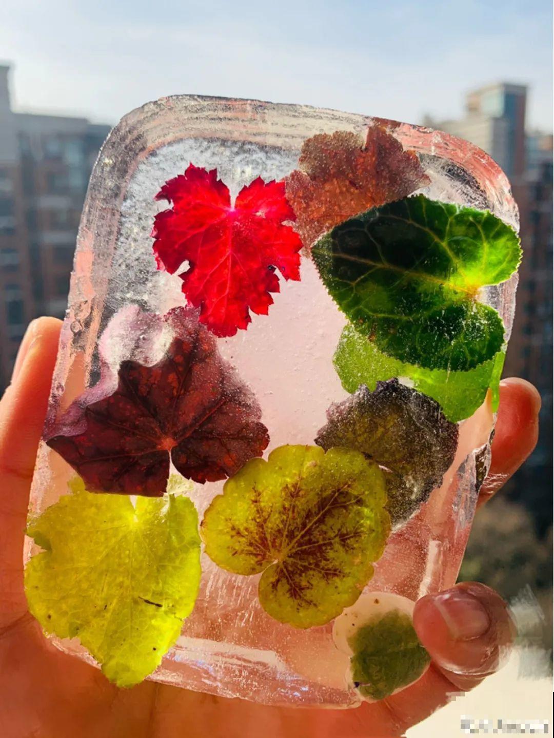 水里摆上花朵，室外冻一冻，简直美翻了！