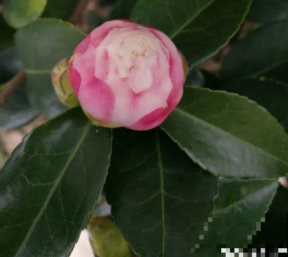 花开一半就掉了,再不管,花苞全掉光 花开一半就掉了,再不管,花苞全掉光