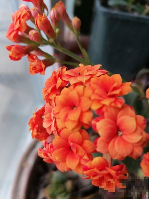 5种花吸引力太强,养好一盆,就会越来越上瘾 5种花吸引力太强,养好一盆,就会越来越上瘾