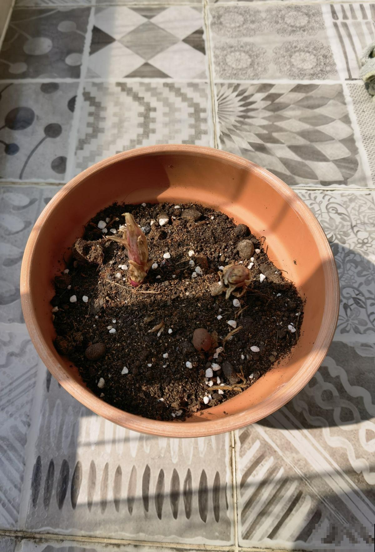 春天了,3种花要苏醒,准备修剪施肥浇水了! 春天了,3种花要苏醒,准备修剪施肥浇水了!