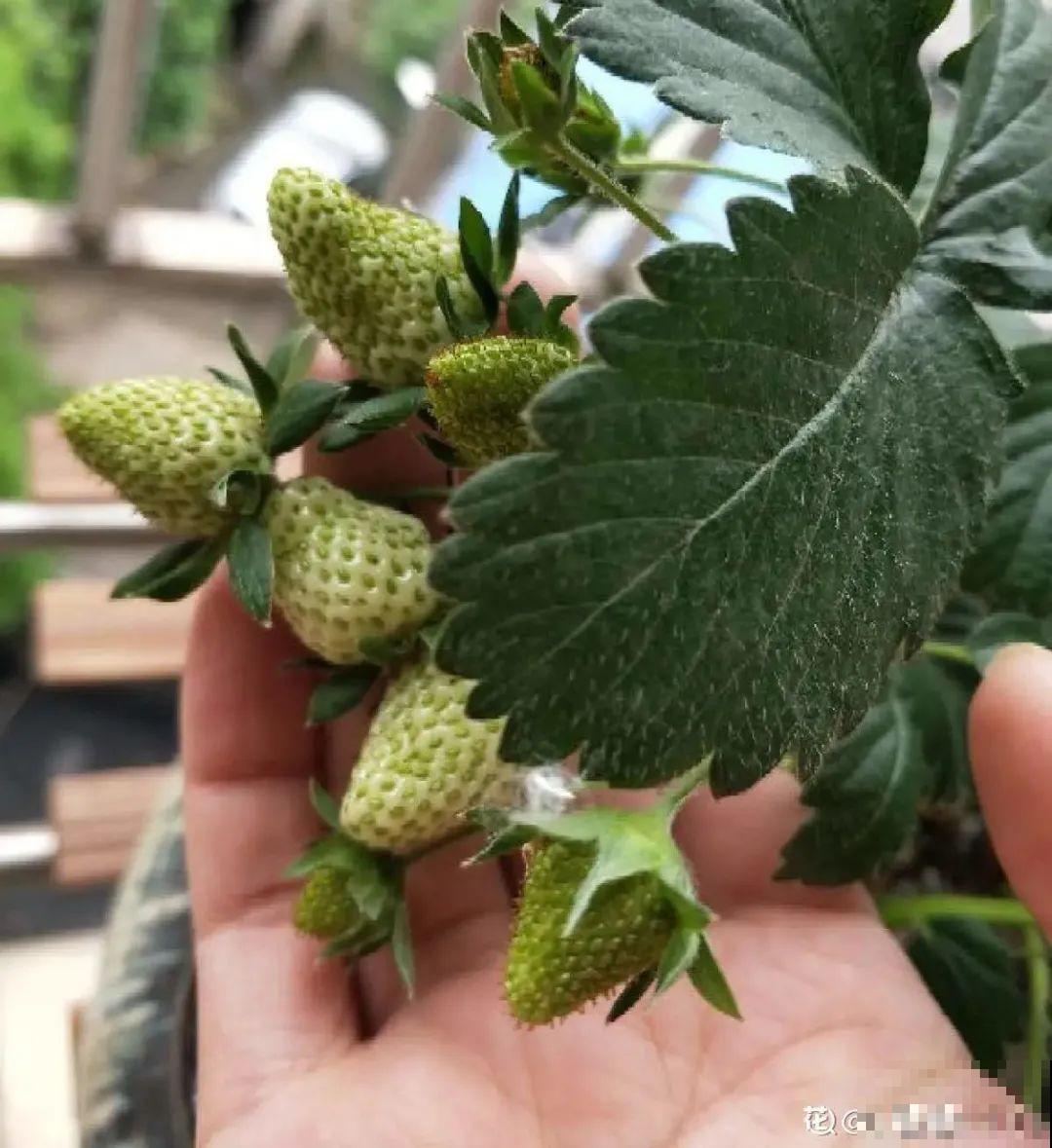 1盆苹果卖300块,为啥这么贵,难道是金苹果? 1盆苹果卖300块,为啥这么贵,难道是金苹果?