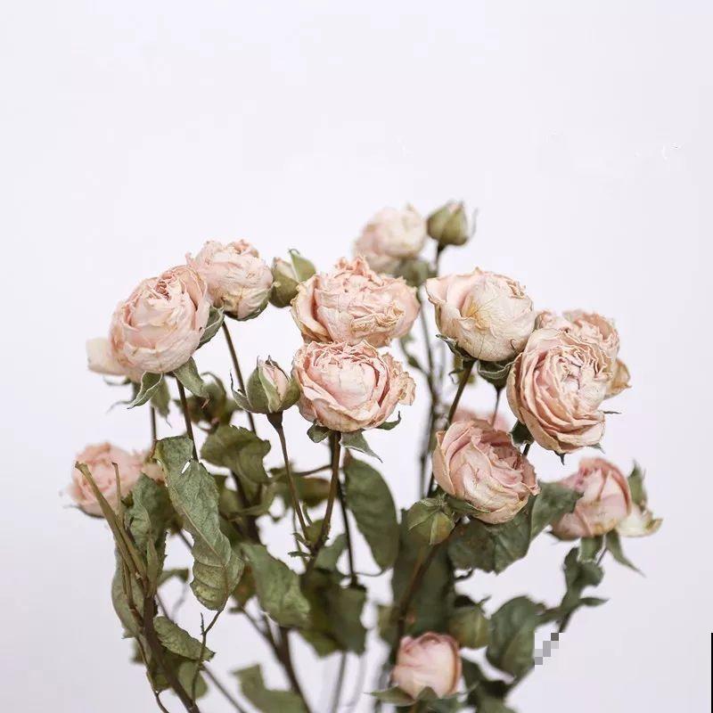 鲜花保鲜的秘密，学会这4个小方法，让你的花多开半个月！