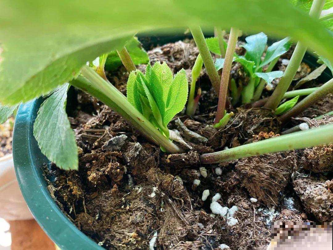 惊蛰之后，小虫乱飞，教你16种杀虫方法