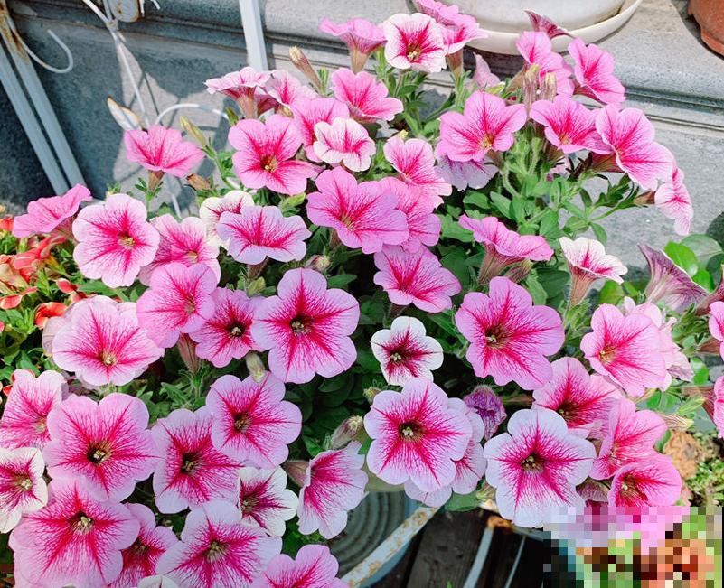 4种花是个种院子里，春天撒种子，夏天就开成花海