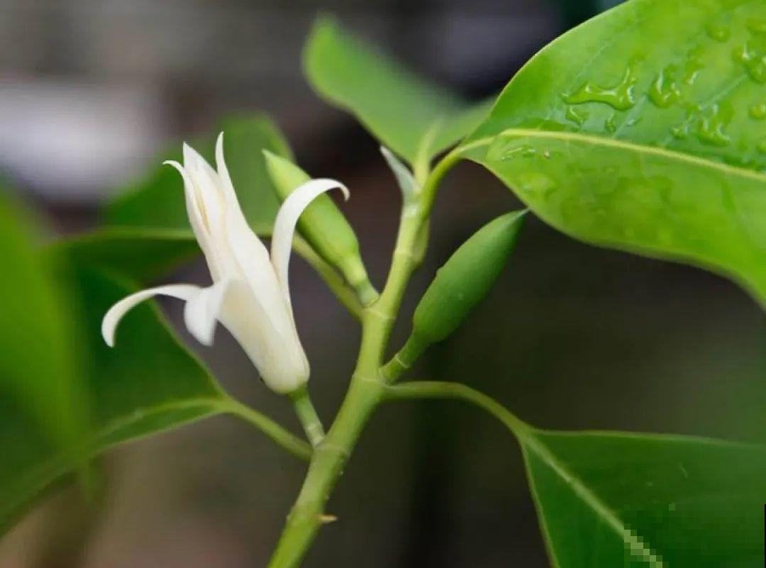 土里浇点果皮水，能维持土壤酸性，茉莉兰花开爆盆