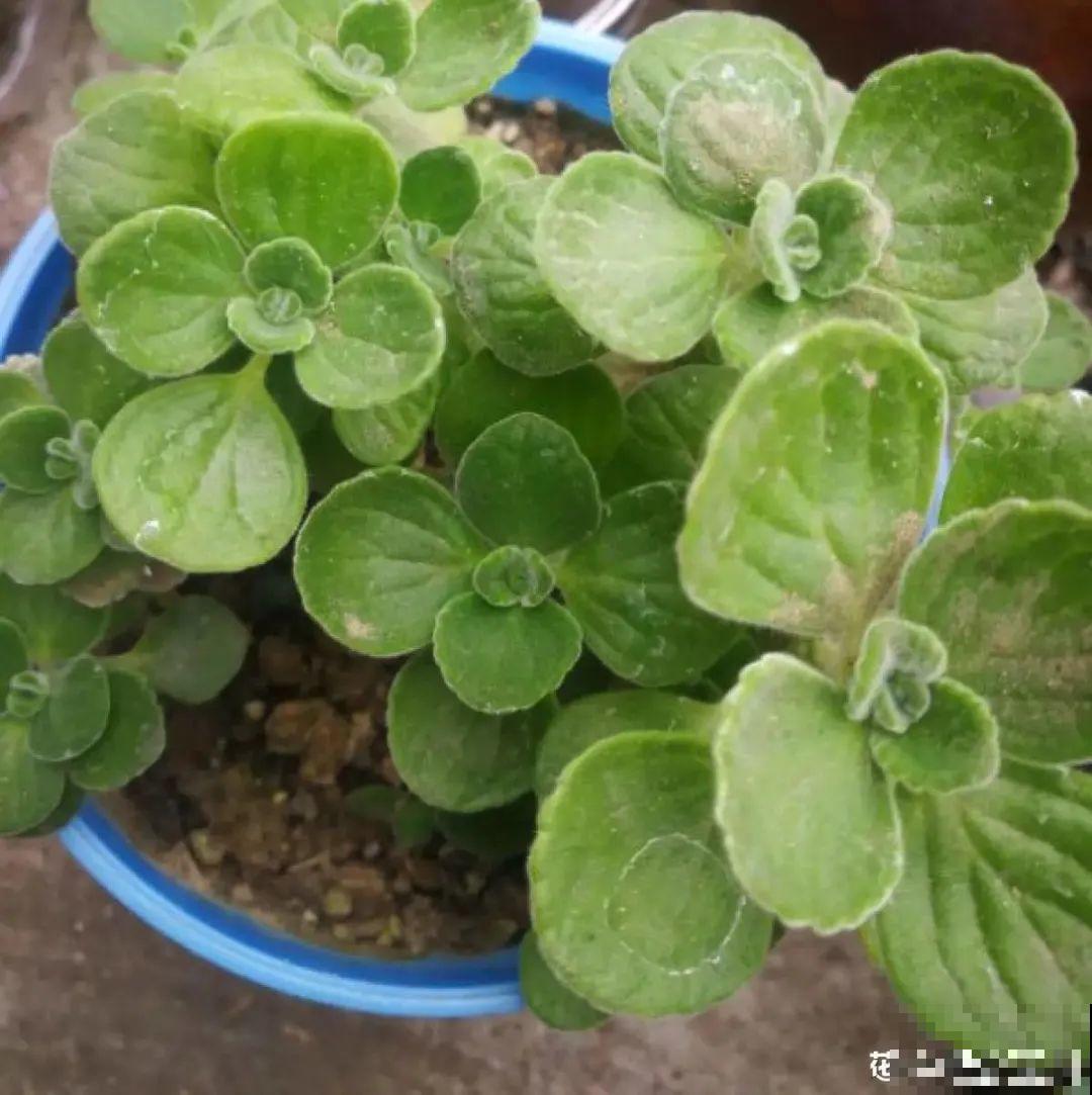 20种花春天开得正盛,花期长、容易爆花,虫害少! 20种花春天开得正盛,花期长、容易爆花,虫害少!