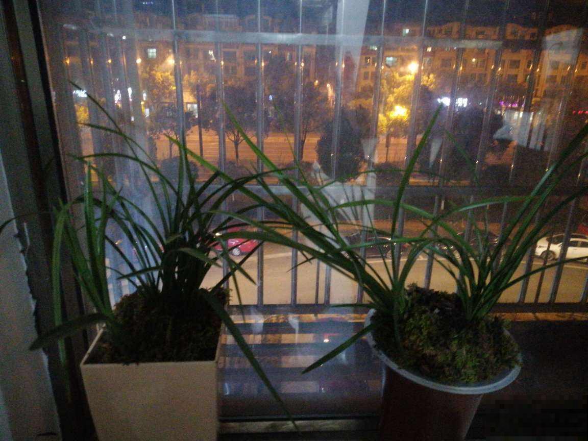 养花的8个小习惯，一定要改掉，不然花只剩空盆