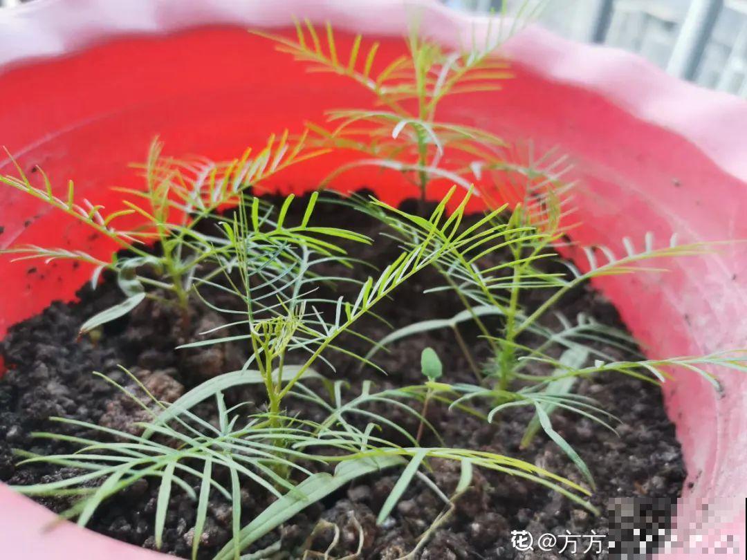 只需要种一次的花，年年疯长，除都除不尽