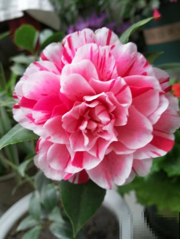 家里养盆守家树，镇宅纳福，一年到头红红火火