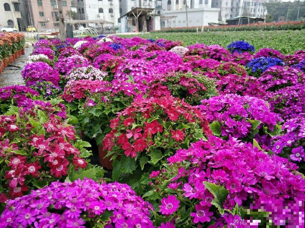 冬天逛花市，花都便宜得像白菜，赶紧买！