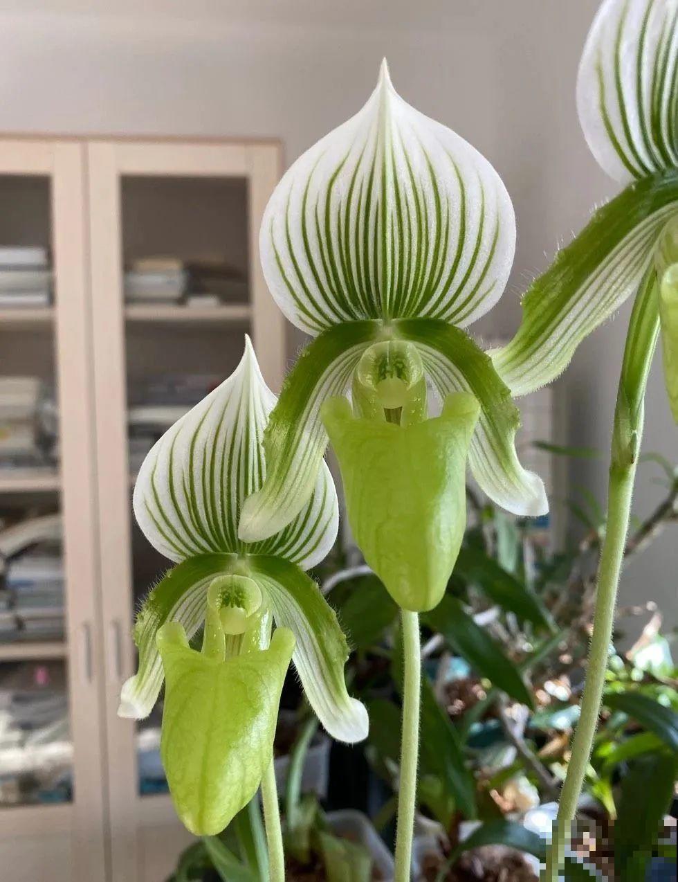 花市10块钱买的花，开花之后身价倍增，真赚了！