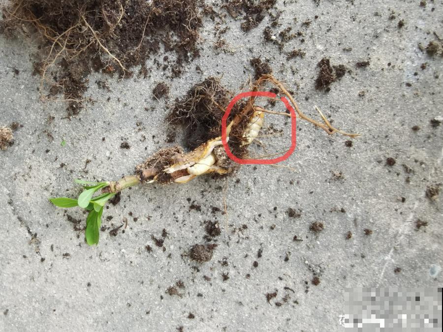 花盆里长了个“蛋”，赶紧换盆，否则必死无疑！