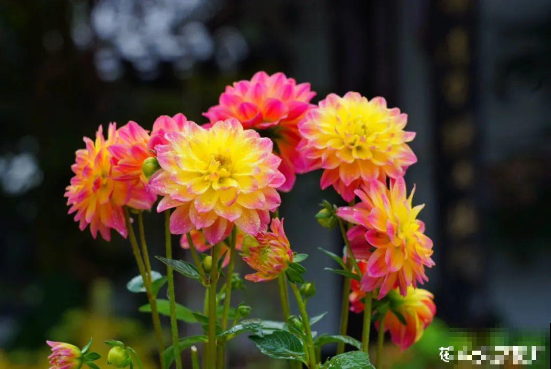 梦想有个院子，养花弄草，过舒心日子！