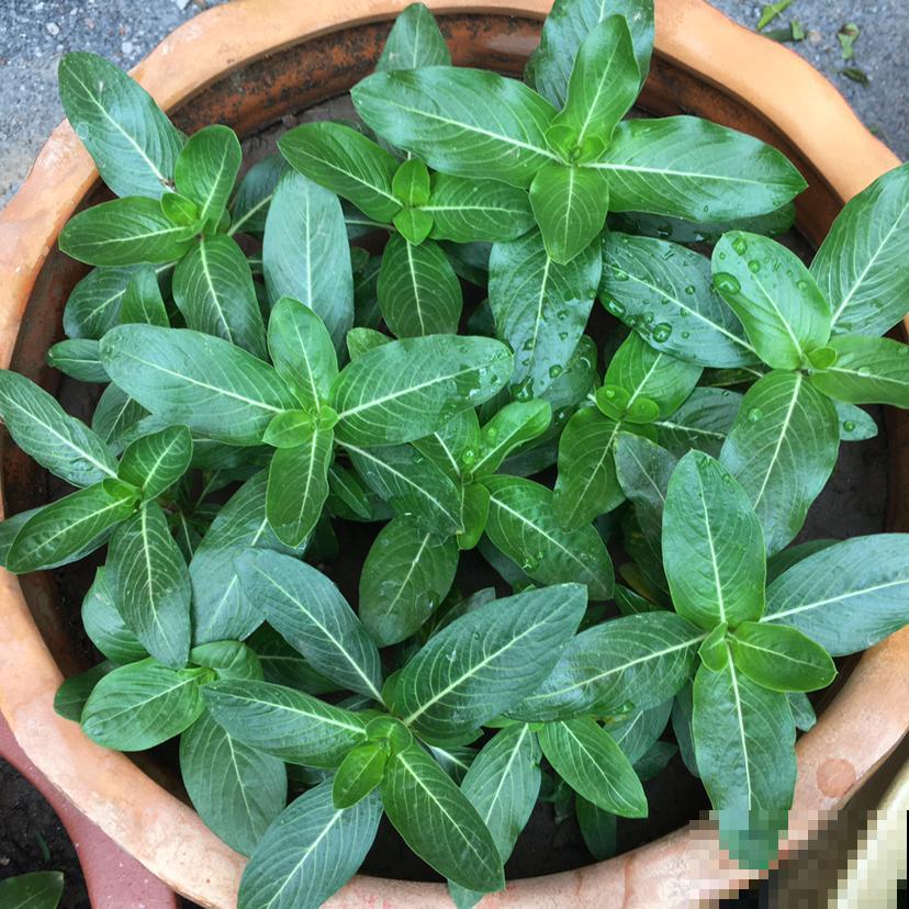 倒春寒来袭，养花5件事不能做，不然花熬不过去全死了