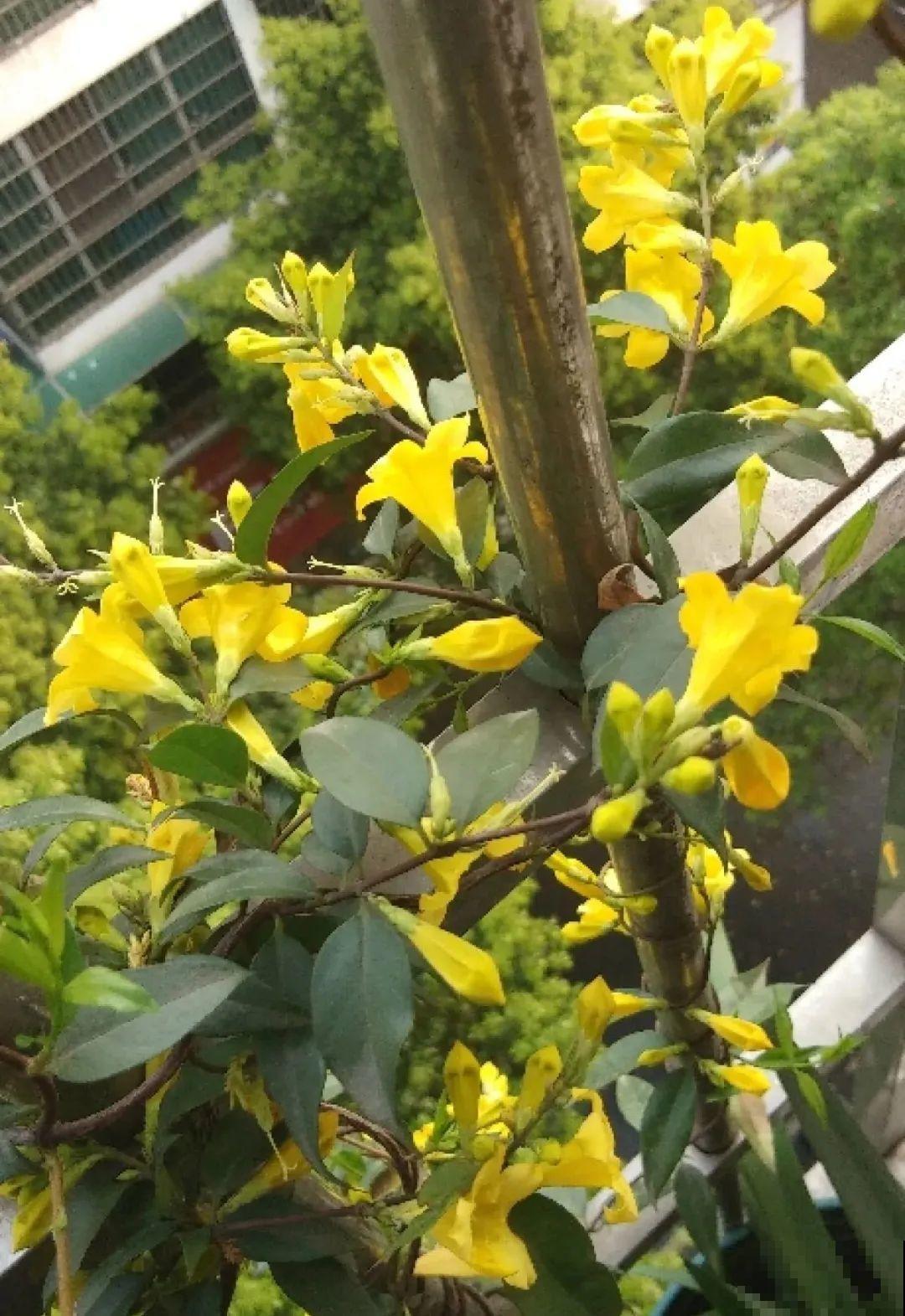 冬天的5种花特香，越冷越开花，像是喷了香水