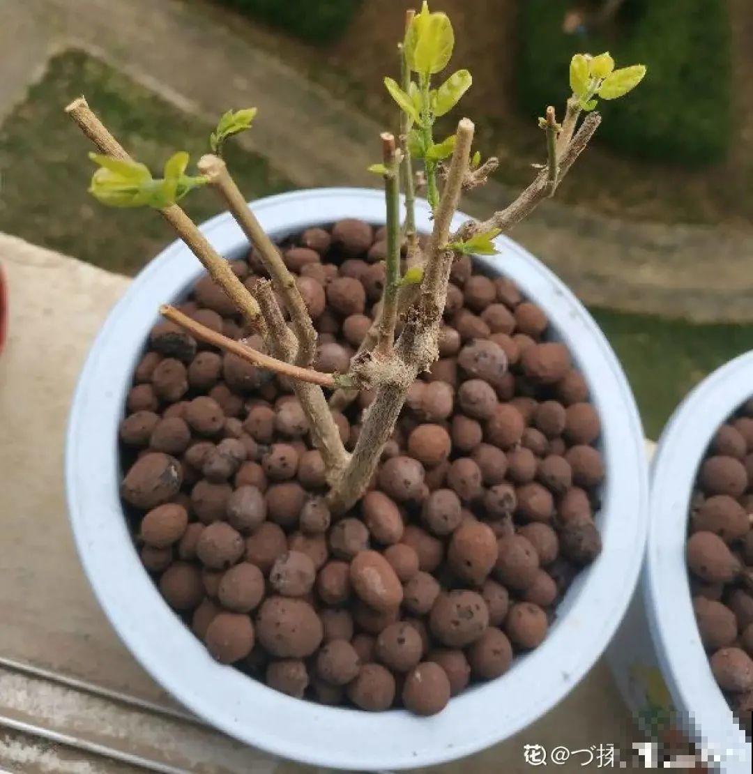 2月养花下狠手，剃光头、撸光叶，越狠越开花！