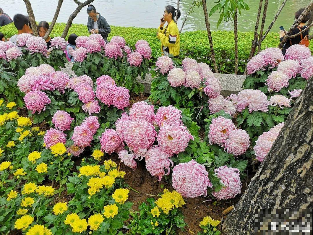 民间十大不吉利花，到底是哪流传来的