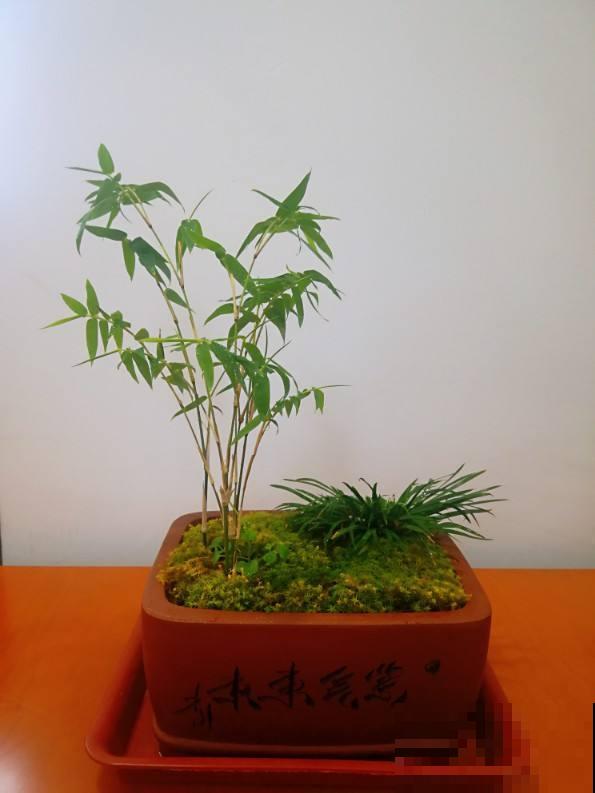 路边的野草挖回家，种盆里变盆景，好看有特点