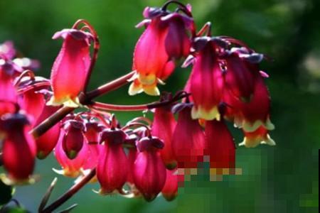 这6种长寿花,颜值高好养护,养一种真的不够! 这6种长寿花,颜值高好养护,养一种真的不够!