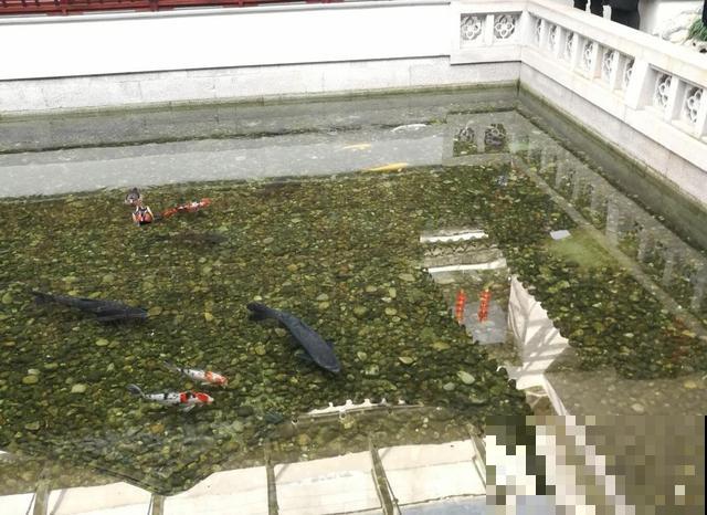 养花不用施肥!养花“万能”水,养出漂亮花卉! 养花不用施肥!养花“万能”水,养出漂亮花卉!