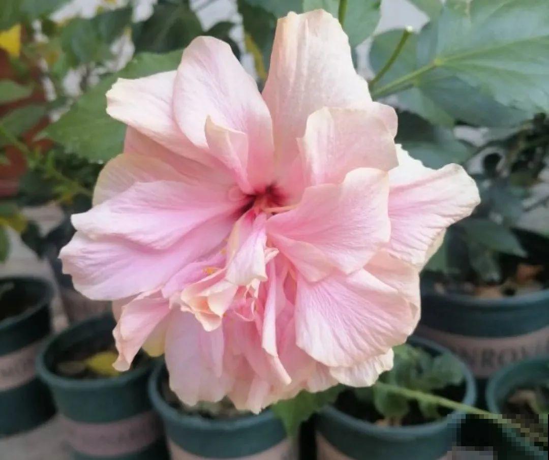 16种高颜值花，冬天耐寒不娇气，新手也能养爆盆