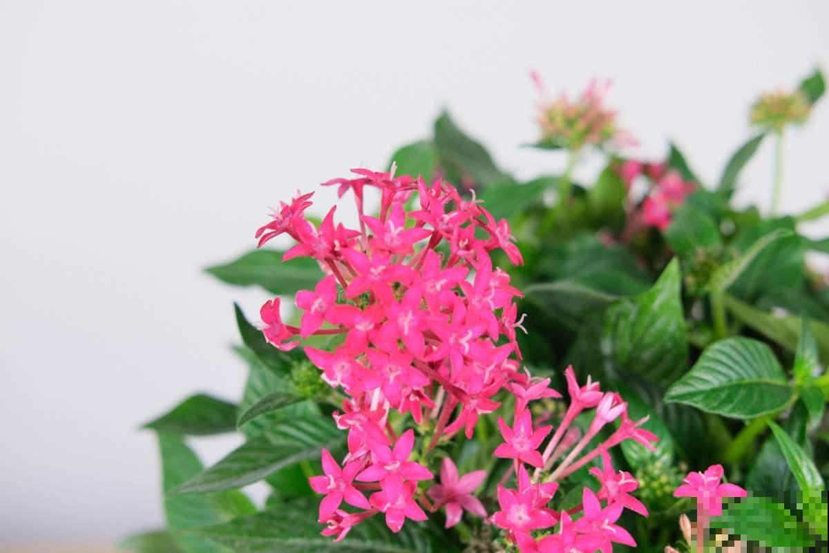 一闪一闪亮晶晶，在家种盆繁星花，开花又多又好看！